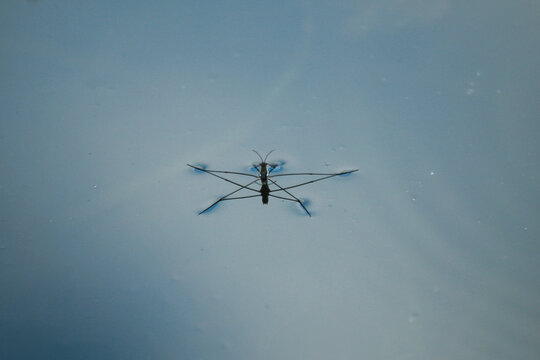 Minimalist macro shot of an aquatic insect on water