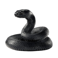 Black snake is curled up on a white background