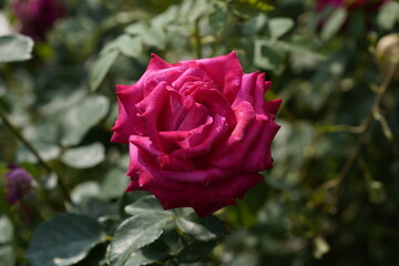 quantum Cambridge valentine roses on different scales and with macro photography