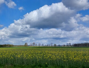 green field and blue sky