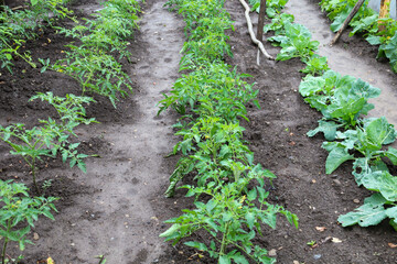 This shot showcases a fresh vegetable garden with neat rows of young tomato and cabbage plants growing in moist, dark soil. Healthy sprouts promise a future harvest, creating a picturesque agricultura
