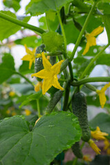 On an cucumber vine covered with green leaves, hang several young cucumbers and bright yellow flowers, covered with dewdrops. This image conveys freshness, growth, and natural beauty,