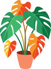 Philodendron colorful  on a white background
