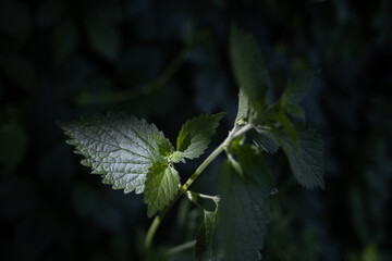 A Gentle  in the Wild Green Embrace