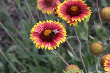 Vibrant red and yellow Gaillardia flowers in full bloom, symbolizing summer energy. Perfect for floral prints, postcards, or bright decorative designs