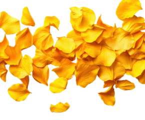 Scattering yellow rose petals floral display bright aesthetic beauty isolated on transparent background