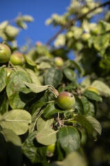 Blossoms  Breezes A Shelter in Full Bloom