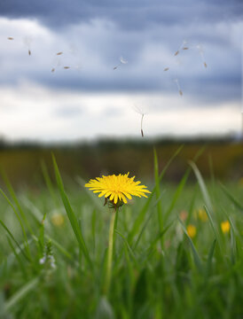 dandelions on the meadow