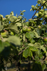 Apple Tree Harmony –  Embraced by Nature