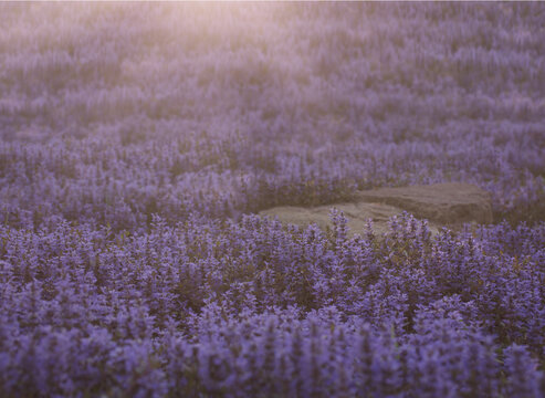 lavender field in provence