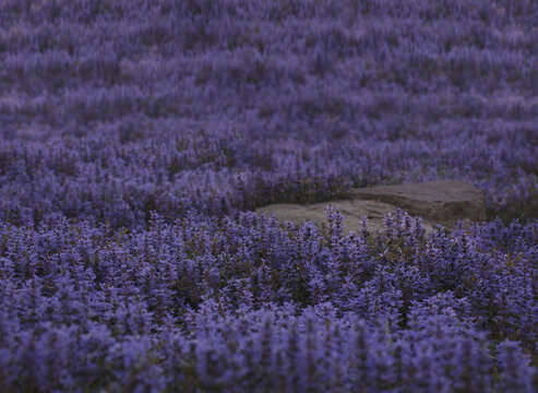 lavender field provence