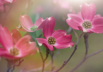 Obraz premium pink flower dogwood