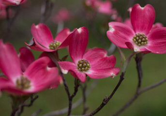 Fototapeta premium pink and white flower