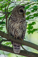 Barred Owl