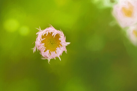 flower in the grass