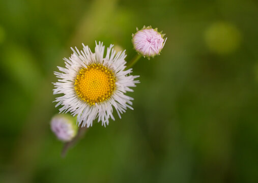 white daisy flower