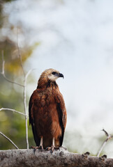 Black-collared hawk perched on a tree branch, Pantanal, Brazil