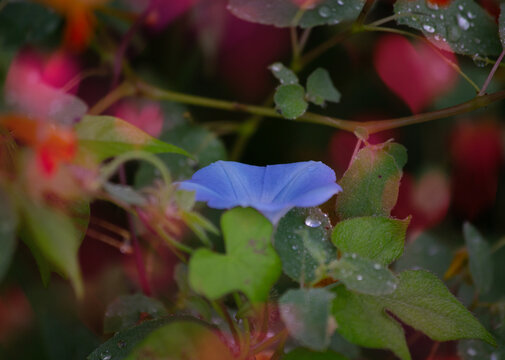blue purple flower dew vine