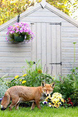 Red fox standing on green grass in a garden, framed by vibrant spring flowers