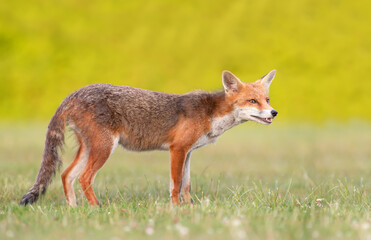 Close-up of a playful young red fox standing on green grass in a meadow