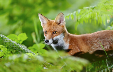 Portrait of a playful young red fox standing in a forest