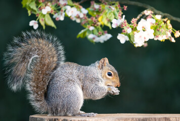 Grey squirrel eating nut on a tree stump with a blossoming cherry tree branch in the background