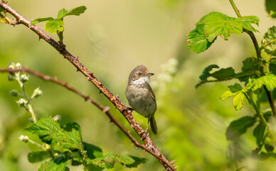 Common whitethroat perched on a twig in a meadow