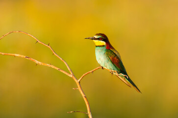 Colorful European bee-eater perched on branch during summer