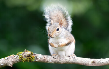 Portrait of a curious young grey squirrel standing on a tree branch