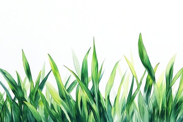 Fototapeta premium A vibrant illustration featuring lush green grass blades against a crisp, white background
