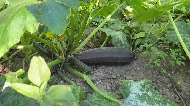 Dark zucchini growing in vegetable garden, fresh organic crop