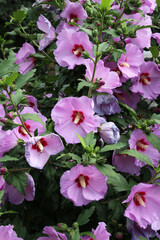 Hibiscus bush blooms in nature