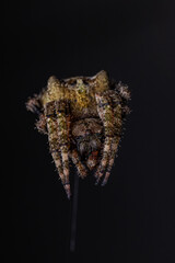 Spotted Orbweaver spider