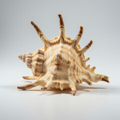 Seashell isolated on white background