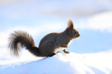 Hokkaido Squirrel (Sciurus vulgaris orientis) in Hokkaido, Japan