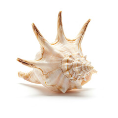 Seashell isolated on white background