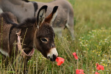 Zuckersüßes Zwergesel Fohlen in einer Blumenwiese schnuppert an Blüten