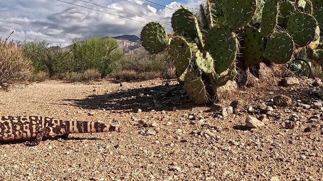 Gila monster hunting for food in the Sonoran Desert
