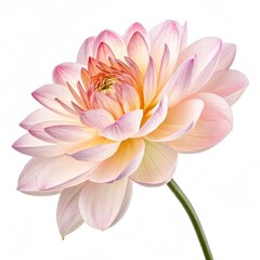 Delicate pink and yellow dahlia flower with translucent petals