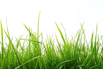 Lush, bright green blades of grass against a clean white backdrop, perfect for background