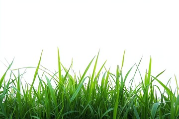 Lush, bright green blades of grass against a clean white backdrop, perfect for background