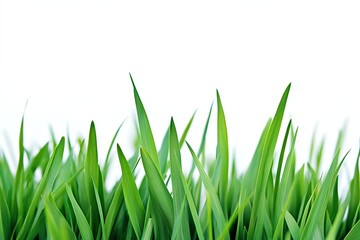 Lush, bright green blades of grass against a clean white backdrop, perfect for background