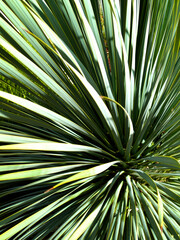 Fototapeta premium Radiant Desert Symmetry: Close-Up of Blue Yucca Plant with Striking Spiky Leaves and Sunlight Patterns – Nature’s Geometric Masterpiece in the Arid Southwest