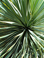Fototapeta premium Radiant Desert Symmetry: Close-Up of Blue Yucca Plant with Striking Spiky Leaves and Sunlight Patterns – Nature’s Geometric Masterpiece in the Arid Southwest