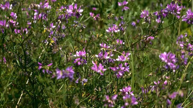 Pink flowers of Common Sainfoin (Onobrychis viciifolia) swaying: A valuable honey plant, fodder crop, and soil-improving plant