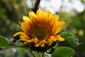 Sunflower natural background. Sunflower blooming. Close-up of