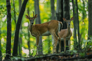 deer in the forest