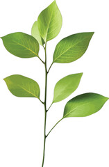 Vibrant green leaves on a slender stem plant nature
