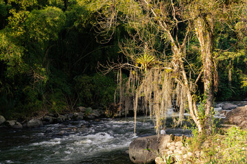 River flowing through dense Colombian jungle with mossy tree and rocks in sunlight.