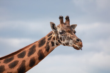 Isolated Giraffe Head and Long Neck Profile